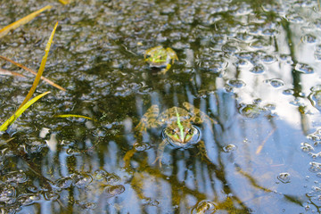 Frogs in the swamp