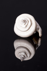 Single white sea shell isolated on black background