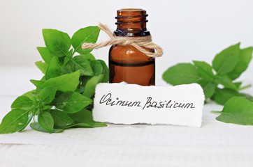 Bottle of essential basil oil. Fresh green Ocimum Basilicum leaves, handwritten text paper label.