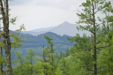 beautiful landscape of mountains among trees and plants