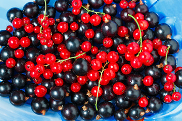 Summer berries black currant, red currant on blue dish