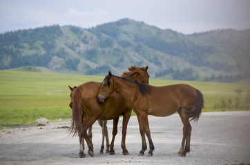 pets of a horse stand against mountains
