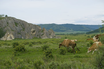 Fototapeta na wymiar pets of a cow are grazed on a meadow near mountains 