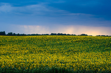 Sunflowers field under stormy dramatic skies.