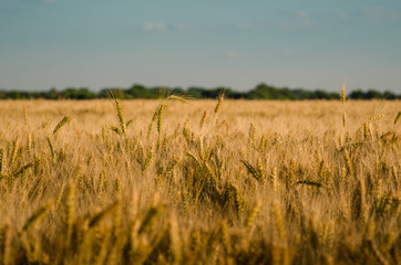 Gold wheat field.
