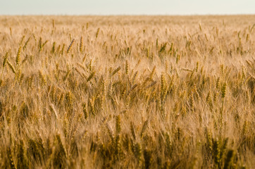 Gold wheat field.