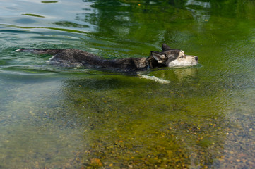 Schwimmender Husky in einem See