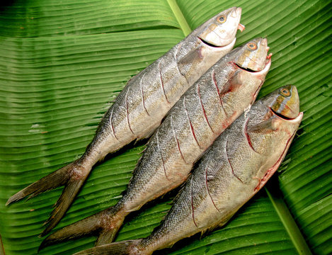 fresh fish on the green leaf