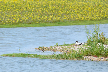 Pied Avocet on nest