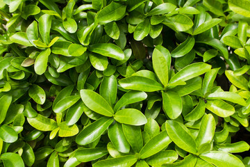 Leaves of plant as background or texture