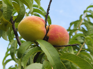 Red peaches hanging on the tree . Tuscany, Italy