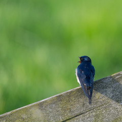 Common house Martin on pole