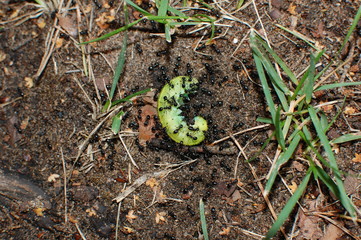 Close up macro black ants attacking defenseless green caterpillar, a group of ants attacking a caterpillar green