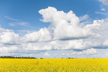 Obraz premium Bright yellow rape blossom (Brassica napus) field with blue skies and white clouds