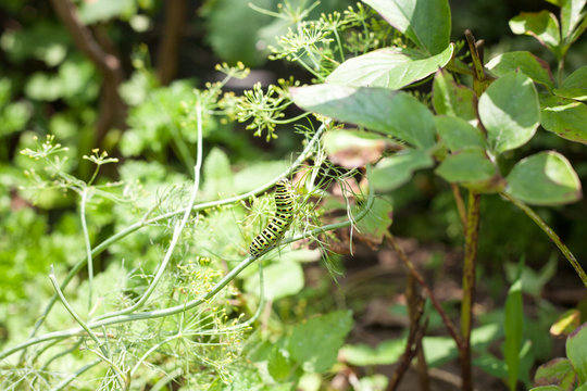 Larva of Papilionoidea