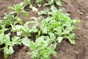 Ice plants on the farm
