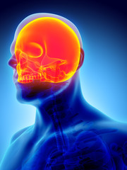 3D illustration of Cranium, medical concept.