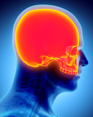 3D illustration of Cranium, medical concept.