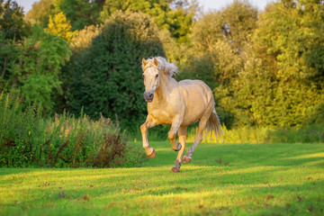 Horse runs gallop at sunset