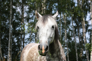 Obraz na płótnie Canvas Grey horse eating grass. Portrait