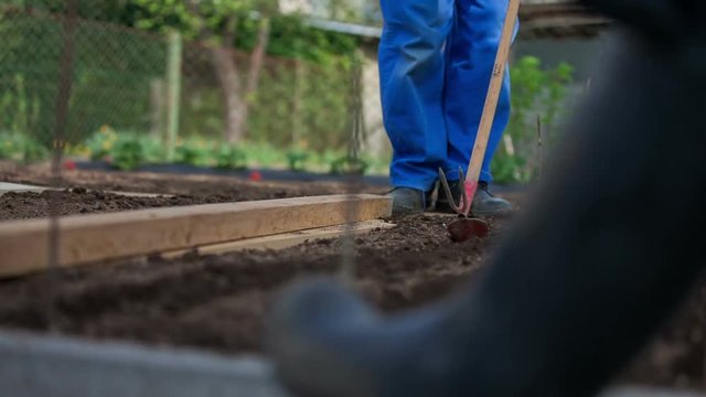A farmer is moving a wooden board between two garden beds and he is dragging some soil with a hoe. Close-up shot.
