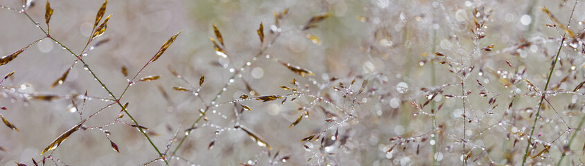 Panele Szklane Podświetlane  trawa z kroplami rosy - piękne tło bokeh