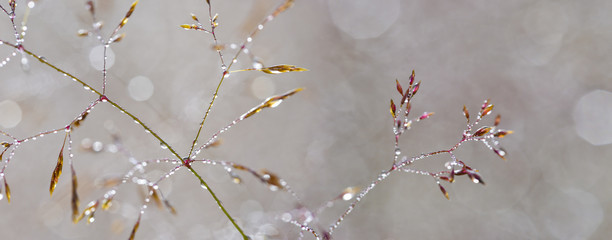 grass with dew drops - a beautiful bokeh background