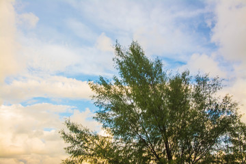 Pine and evening sky