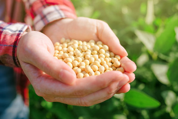 Female farmer with handful od soybean in cultivated field