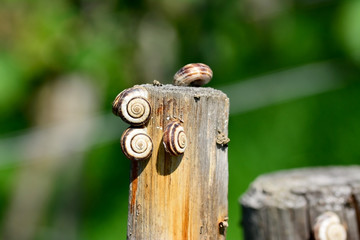 Garten-Bänderschnecken am Lattenzaun