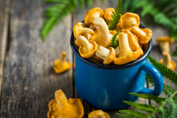 chanterelle mushrooms  in blue mug, wooden background