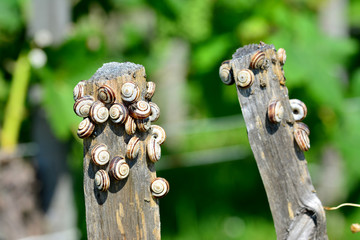 Garten-Bänderschnecken am Lattenzaun