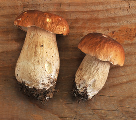 Boletus edulis. Boletus edulis is edible mushroom