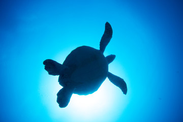 Turtle's silhouette