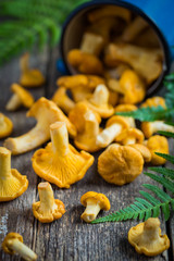 chanterelle mushrooms  on wooden background