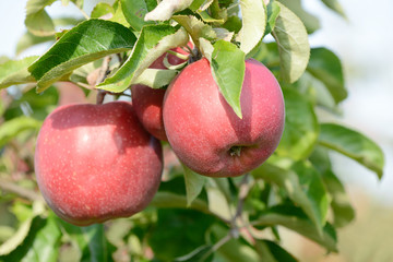 Red apple fruits hanging on apple tree