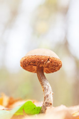 Подберезовик