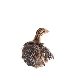 chick