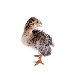 chick