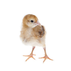 chick
