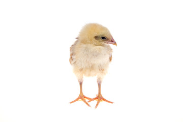 chick