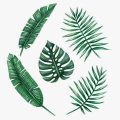 Watercolor tropical palm leaves. Vector illustration.
- 117140302