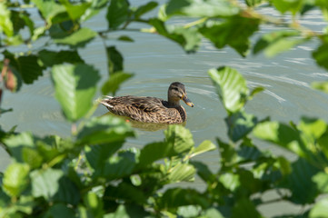 Duck seen through the leaves of a tree