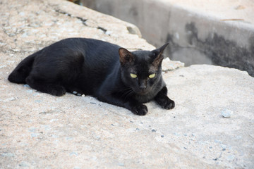 Black thai cat. Yellow eyes.