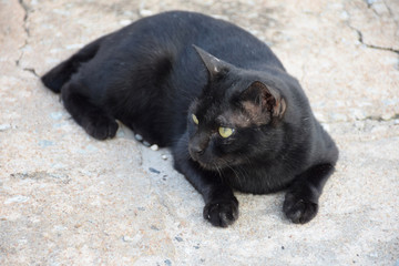 Black thai cat. Yellow eyes.