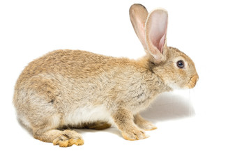rabbit on a white background