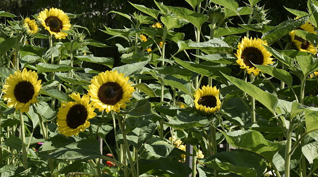 tournesol