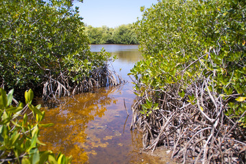 Mangroven-Lagune