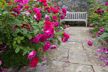 Fototapeta na wymiar The English rose garden in full bloom.
