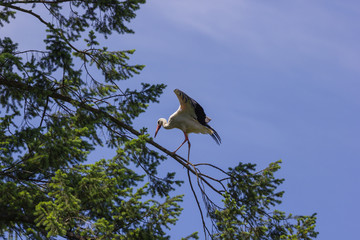 Weißstorch balanciert auf einem Ast